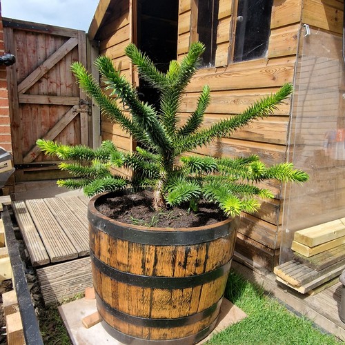 Monkey tree oak - tree,